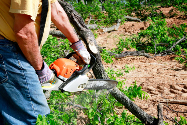 How Our Tree Care Process Works  in  Lino Lakes, MN